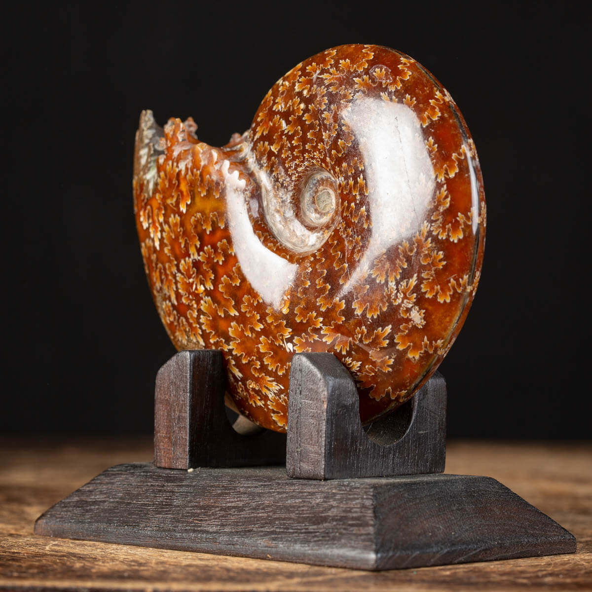 Ammonite Cleoniceras su Base decorativa